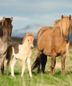 Schmidt Puzzel Paardenfamilie - 200 Stukjes - 8+ -Goedkope puzzels winkel 550x370 3
