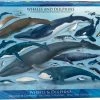 Eurographics Whales & Dolphins, 1000pcs Legpuzzel 1000 Stuk(s) Fauna